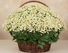Цветочная композиция из Ромашки в корзине #REPLACE_PRED# Выкопанке